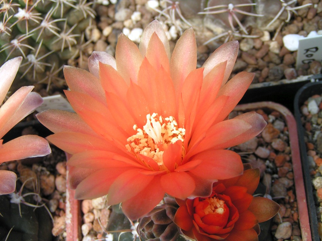 Gymnocalycium x anbald